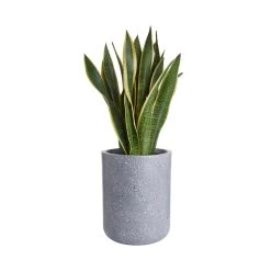 Pflanztopf Outdoor Höhe 32cm CONCRETE In Grau -Zuhause Dekoration Store butlers pflanztopf outdoor hohe 32cm concrete in grau 2