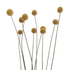 Trockenblumen Blumenstrauß FLOWER MARKET In Grün -Zuhause Dekoration Store butlers trockenblumen blumenstrauss flower market in grun 3