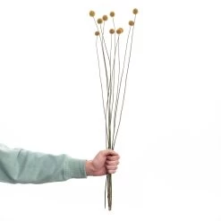 Trockenblumen Craspedia Länge 70cm FLOWER MARKET In Gelb